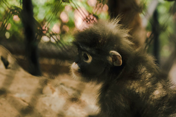 Дускі листя мавпи в Дускі
 - Фото, зображення