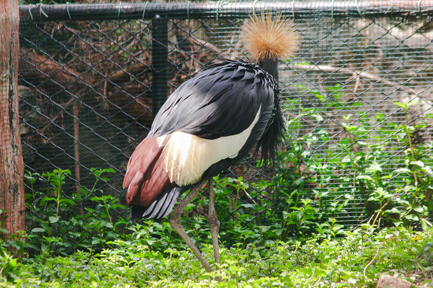 Fekete koronás Crane egy madár a daru család. Található Savannah gyepek Afrikában, délre a Szahara sivatagban. - Fotó, kép