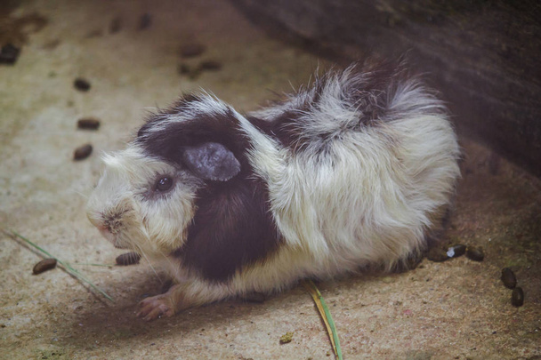 Guinea pig is a mammal From the cuteness, therefore brought as a pet - 写真・画像