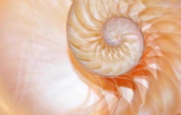 nautilus shell fibonacci goldener Schnitt hintergrund stock footage videoclip - Filmmaterial, Video