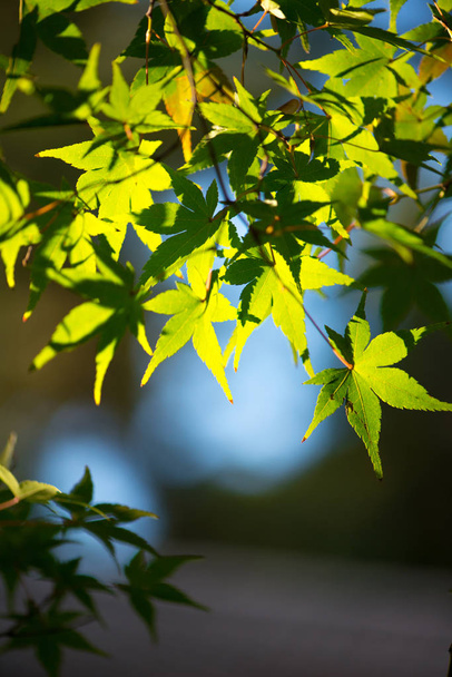 Yeşil akçaağaç yaprakları ve güneş ışığı - Fotoğraf, Görsel