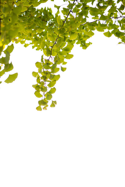 Ginkgo bladeren op witte backgroun - Foto, afbeelding