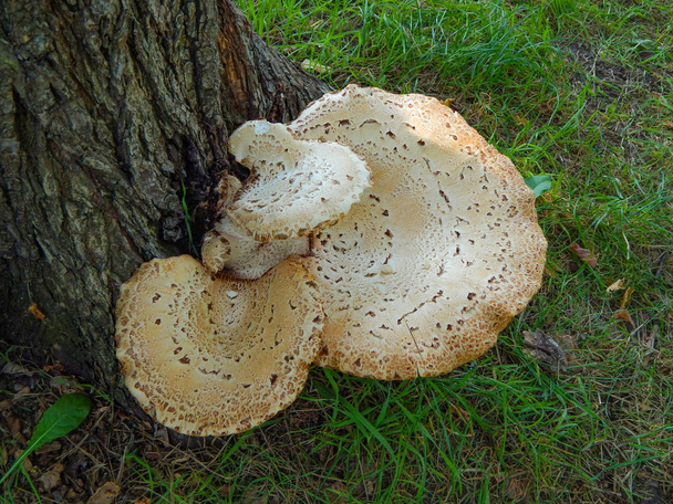 Cukrové houby rostou na stromech a rostou - Fotografie, Obrázek
