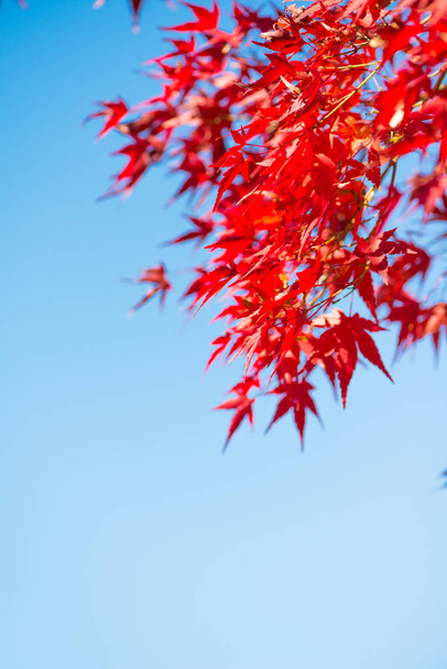 Rode esdoorn bladeren op blauwe hemel in Japan - Foto, afbeelding