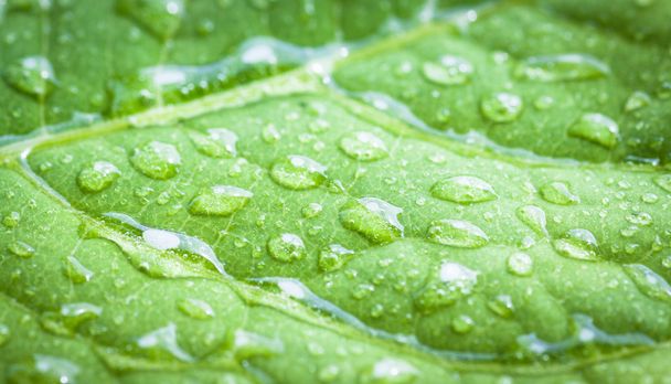 Green leaf with water drops. - Fotoğraf, Görsel