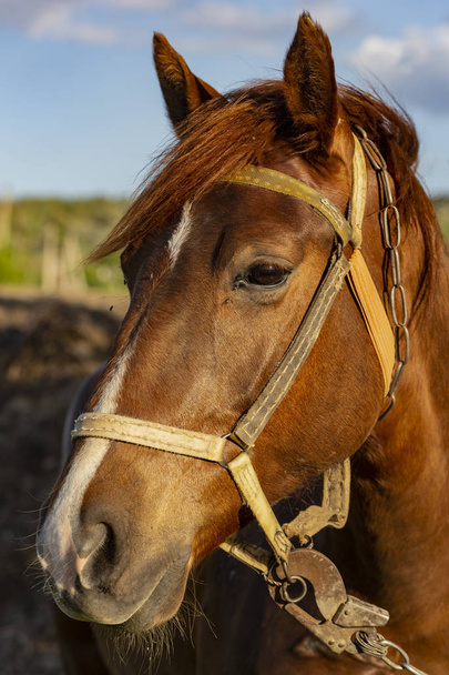 Porträt eines roten Pferdes bei Sonnenuntergang. die Stute auf der Weide. der Zaumzeug auf dem Pferdekopf. - Foto, Bild