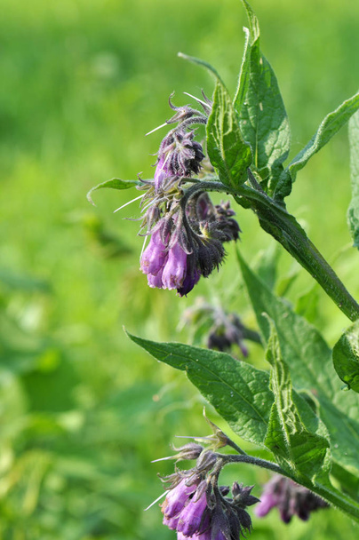 In the meadow, the comfrey (Symphytum officinale) is blooming - Photo, Image
