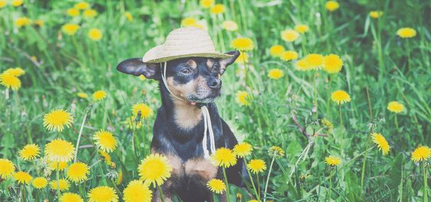 Rozkošné štěně, pes v slaměném klobouku obklopeném jarní žlutou barvou - Fotografie, Obrázek