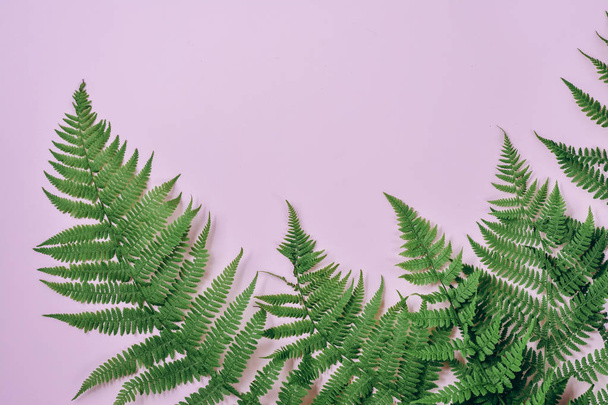 Top view of green tropical fern leaves on pink background. Flat lay. Minimal summer concept with fern leaf. Creative copy space - Fotoğraf, Görsel