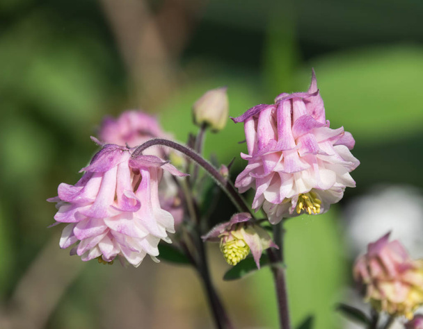 Aquilegia-Blumen blühen im Garten in Polen im Frühling. - Foto, Bild