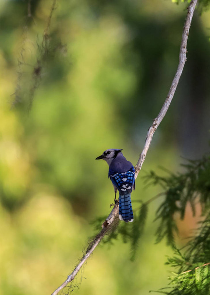 Niebieski ptak Jay Cyanocitta cristata wznosi w drzewie w Neapolu - Zdjęcie, obraz
