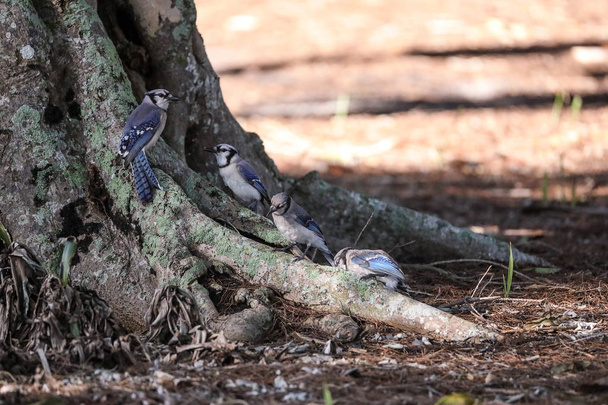Зграя синіх соєвих птахів Цианоцитта Кіта
 - Фото, зображення