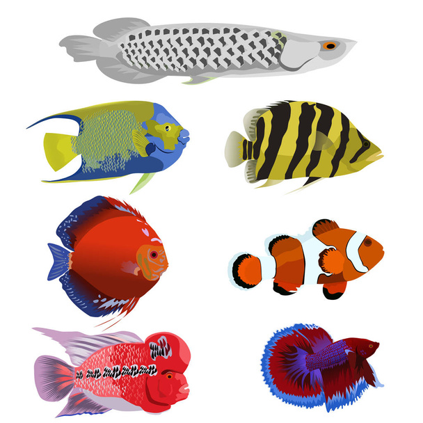  Set vector of beautiful fish on a white background - Vector, Image
