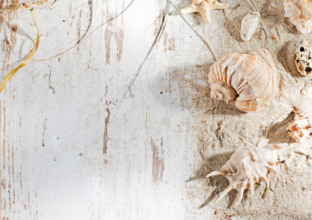 貝殻で夏の休日フレーム - 写真・画像