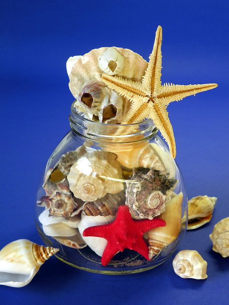 Conchas y estrellas de peces
 - Foto, Imagen
