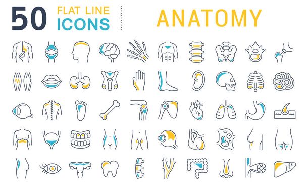 Set Vector Line Icons of Anatomy - Vector, Image