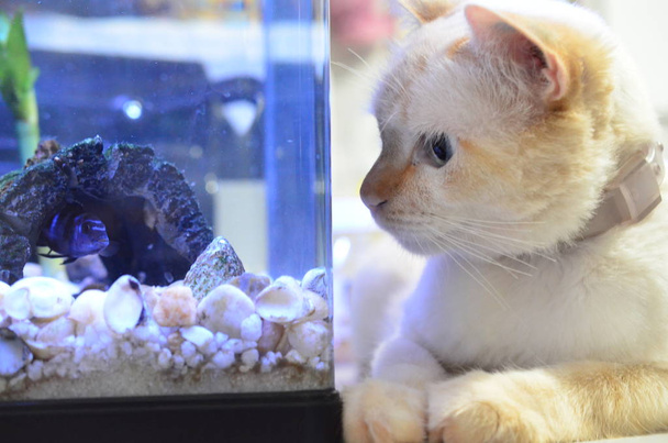 Cichlid Fish, Scientific Name: Pseudotropheus Demasoni. Cat and fish close up. Kitten watching the bluefish inside the aquarium. - Photo, Image