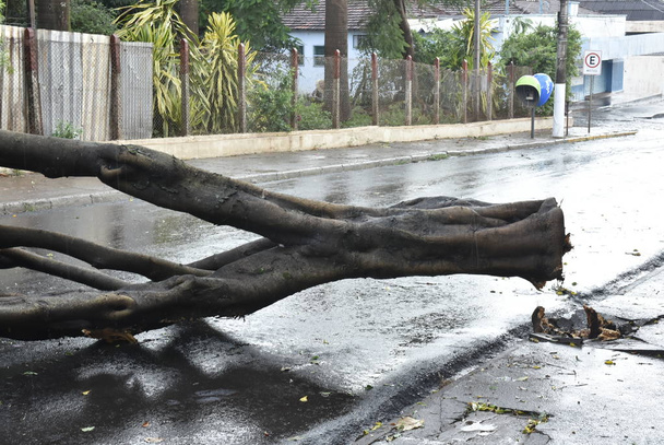 Tree that fell after a storm in the urban area. old tree trunk fallen in the city - Photo, Image