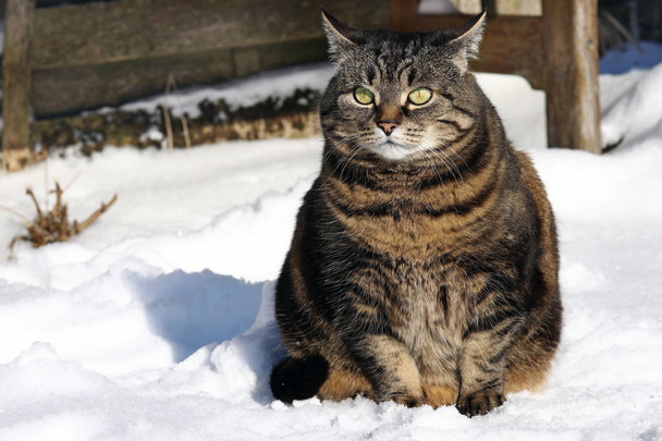 Malá tlustá kočka sedí s legračním pohledem ve sněhu - Fotografie, Obrázek