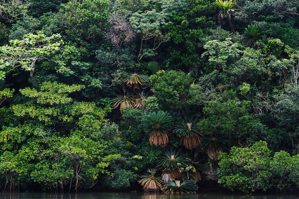 jungle dans l'île d'ishigaki
 - Photo, image