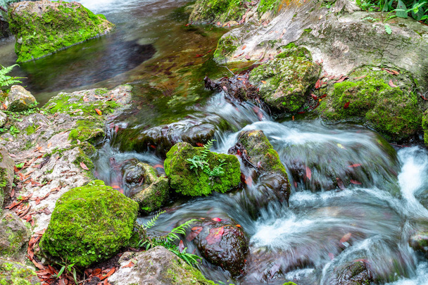 Bach auf den bemoosten Steinen im Wald - Foto, Bild