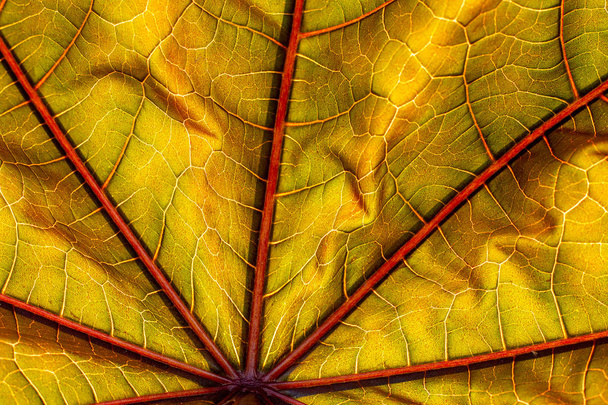 colorful autumnal leaf close-uptexture background - Фото, зображення