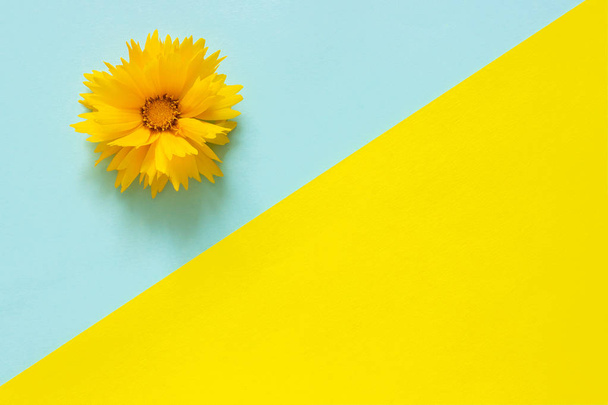 One yellow Coreopsis flower on blue and yellow paper background Minimal style Copy space Template for lettering, text or your design. Creative Top View - Fotoğraf, Görsel