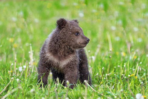 Hnědý medvídek hraje na letním poli - Fotografie, Obrázek