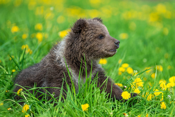 Brown cachorro de oso jugando en el campo de verano
 - Foto, imagen