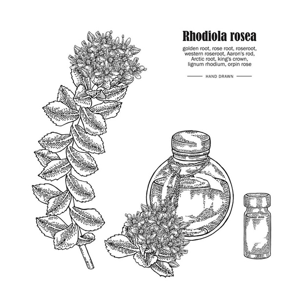 Rhodiola rosea ág és üveg izolált fehér alapon. Gyógyászati és kozmetikai gyógynövények. Vektoros illusztráció kézzel rajzolt. - Vektor, kép