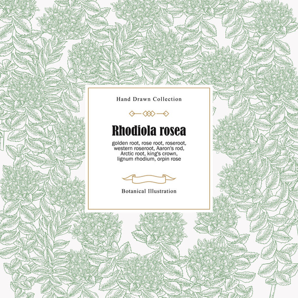 Rhodiola rosea blüht und blättert. Vintage-Hintergrund. medizinische und kosmetische Kräuter. Vektorillustration. - Vektor, Bild