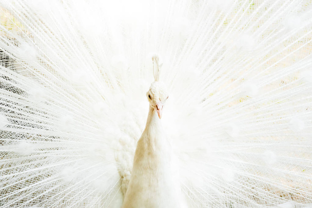 White Peacock Open Tail Close up. Альбино, Павлин
 - Фото, изображение