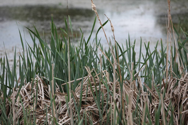 Зарості болотного очерету
 - Фото, зображення