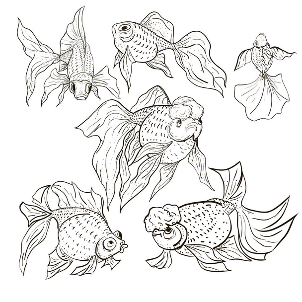 Different types of goldfish breeds. Vector illustration.  - Vector, Image