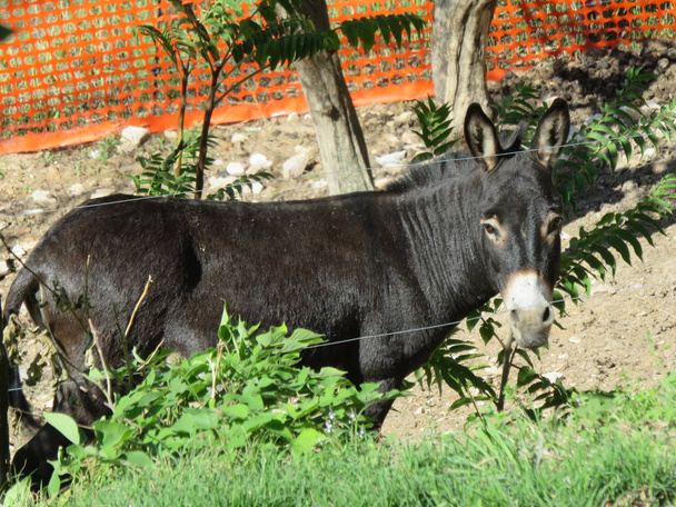 Das Maultier, ein Vierbeiner, entsteht aus der Kreuzung zwischen Stute und Esel und bildet so ein widerstandsfähiges und robustes Tier  - Foto, Bild