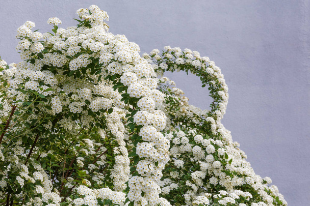 Top part of flowering spiraea bush on a gray background - Photo, Image