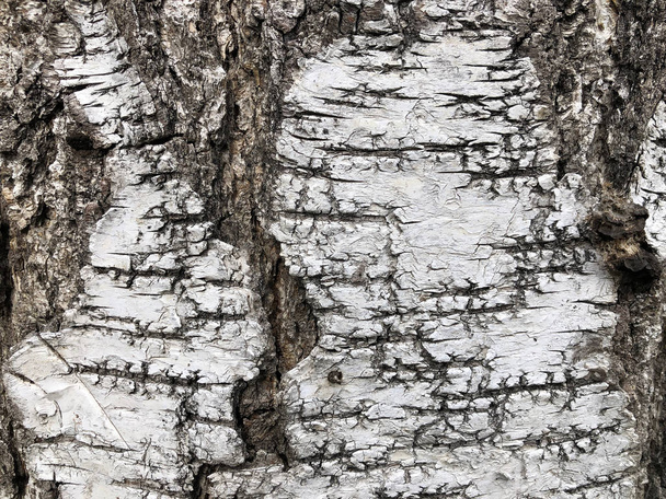 114,264 Birch Bark Royalty-Free Images, Stock Photos & Pictures