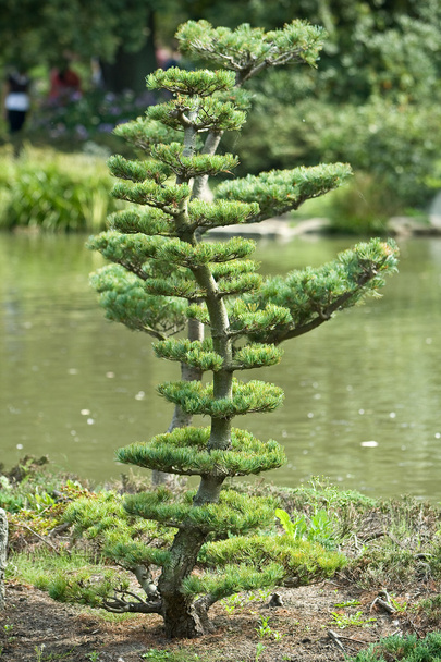 Bonsai in natural environment - Fotoğraf, Görsel