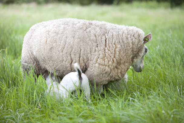ягненок пьет из овцы в длинной траве луга
 - Фото, изображение