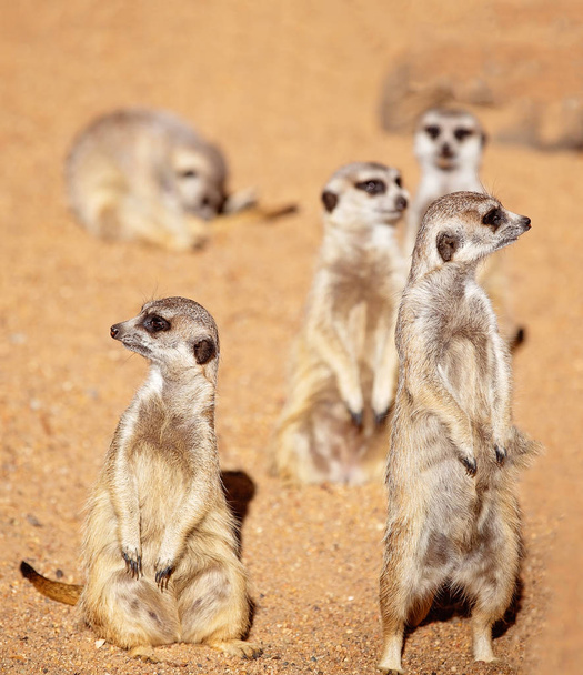 Meerkats siempre activos y descarados
 - Foto, imagen
