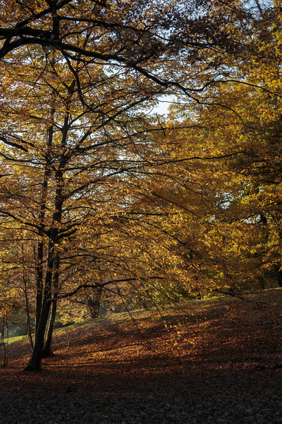 Forest tree in autumn - Photo, Image