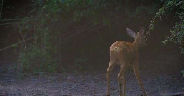  Roe Buck w lesie, alert o okolicy - Materiał filmowy, wideo