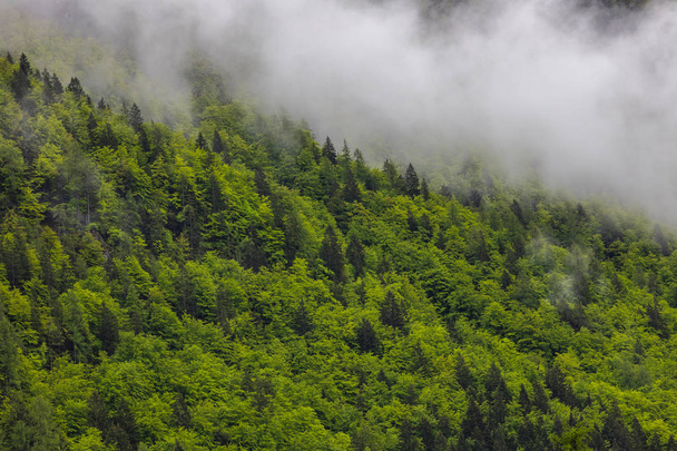 De belles forêts vertes et saines contribuent à réguler le climat mondial
 - Photo, image