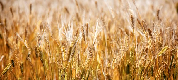 Golden spikelets of wheat, beautiful natural background and texture, autumn and harvest - Foto, Imagem