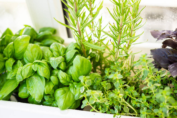 Herbes aromatiques fraîches mélangées poussant en pot, jardin de balcon urbain avec plantes d'intérieur gros plan
 - Photo, image