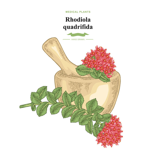 Rhodiola quadrifida roślina. Zioła medyczne i kosmetyczne. Ilustracja wektorowa botaniczna. - Wektor, obraz