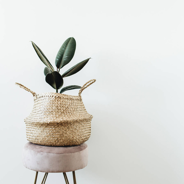 Accueil plante ficus elastica robusta en sac de paille sur tabouret sur fond blanc. Design intérieur moderne minimaliste
. - Photo, image