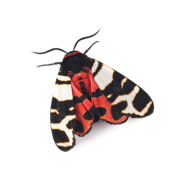 Hebe tiger moth (Arba festiva) изолирован на белом
 - Фото, изображение