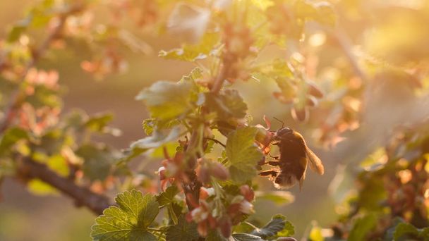 Bumblebee zbieranie pyłek na kwitnące drzewo owocowe w ogrodzie. Piękne światło zachodu słońca. Czas wiosny. - Zdjęcie, obraz