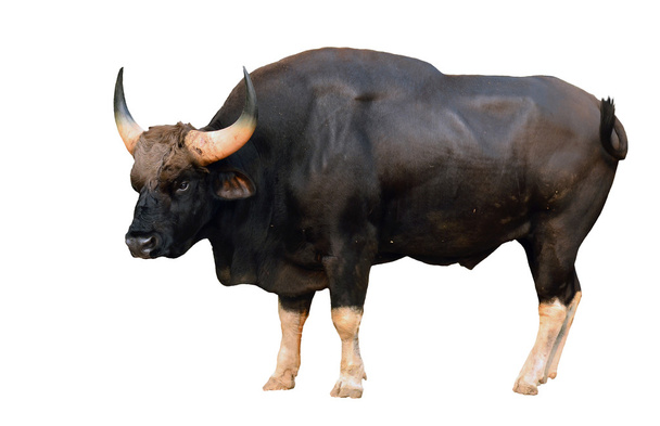 gaura izolované - Fotografie, Obrázek